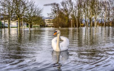 Dierenhulporganisaties blij met landelijke richtlijnen voor hulp aan dieren bij rampen