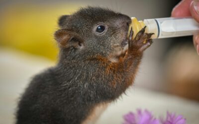 Criteria voor coördinerende dierenhulporganisaties