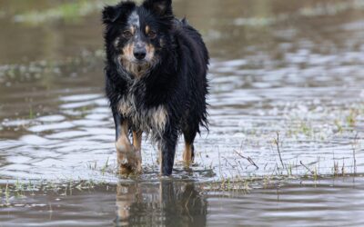 Online workshop samenwerking Bevolkingszorg en dierenhulporganisaties